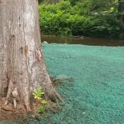 Hydroseed applied near tree by riverbank for erosion control in Washington state.