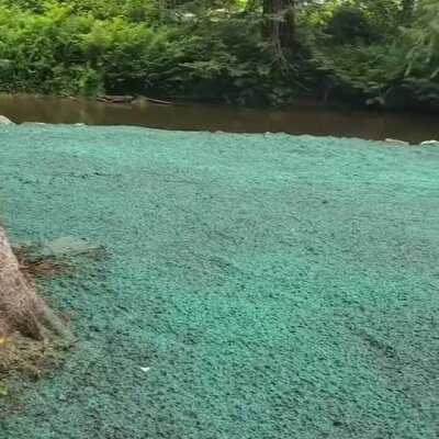 Fresh green hydromulch applied along riverbank for erosion control near trees.