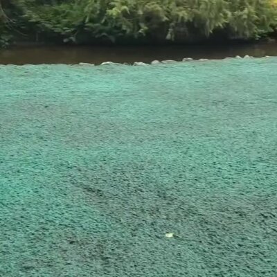 Freshly applied green erosion control hydroseed near a riverbank with trees.
