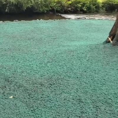 Hydroseed applied on riverbank for erosion control near Monroe, Washington.