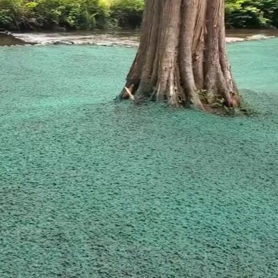 Hydroseed applied around large tree near river for erosion control.