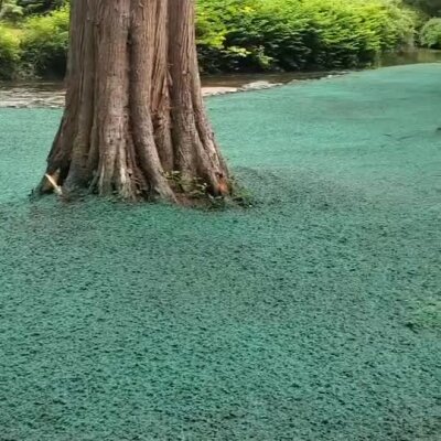Hydroseed applied around large tree near riverbank for erosion control.