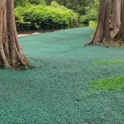 Hydroseed applied on riverbank area between large trees for erosion control.