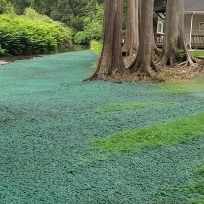 Fresh hydromulch applied near trees by riverbank at residential property.