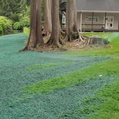 Fresh hydroseed applied around large trees near riverbank erosion control project.