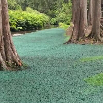 Freshly applied hydroseed on riverbank area with large trees for erosion control.