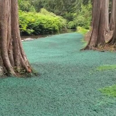 Fresh hydroseed applied along riverbank between large trees for erosion control.