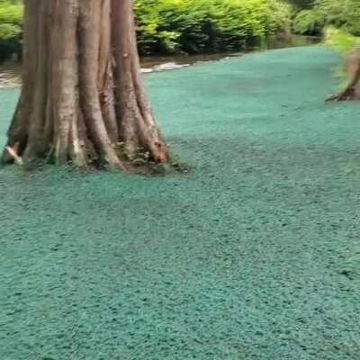 Hydroseed applied around tree trunks for erosion control near riverbank.