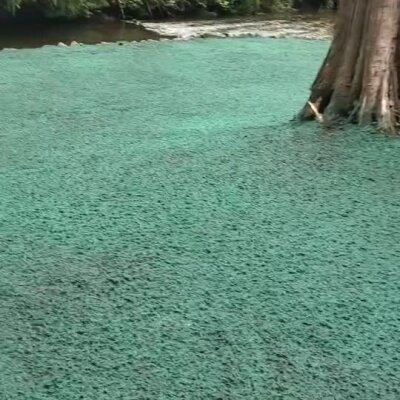 Hydroseed application around riverbank tree for erosion control in Washington state.