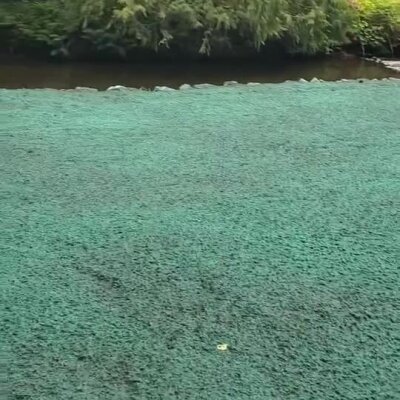 Freshly applied green erosion control hydroseed sprayed near riverbank.