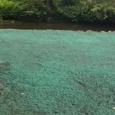 Hydroseed application on riverbank for erosion control near forested area in Washington state.