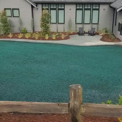 Freshly applied hydroseed lawn in residential backyard with landscaping and patio.