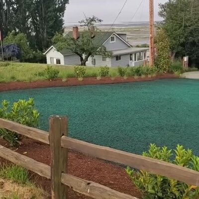 Freshly installed blue-green hydroseed lawn next to wooden fence and residential house.