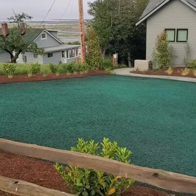 Freshly applied green hydroseed lawn in residential yard with surrounding mulch and plants.