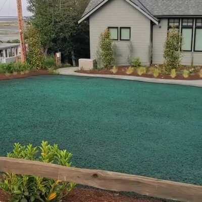Freshly applied hydroseed lawn on residential property near Whidbey Island.
