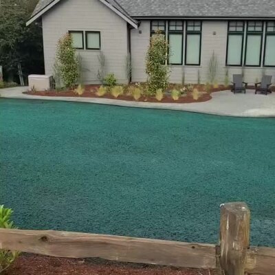 Freshly applied hydroseed lawn in front yard of modern home with landscaping.
