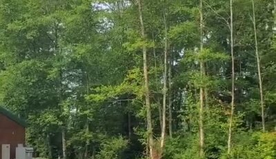 Newly treated erosion control spray applied on soil near wooded area.