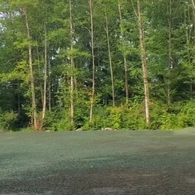 Freshly applied erosion control spray covering soil near dense forest trees.