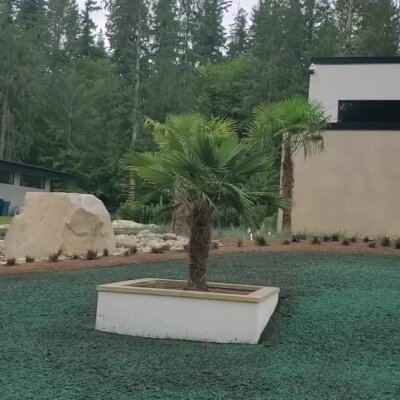 Newly hydroseeded front yard with small palm trees in modern high-end home landscape.