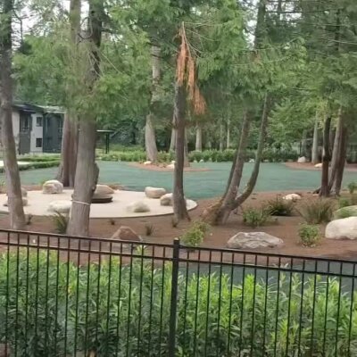 Freshly hydroseeded lawn area with surrounding trees and landscaping rocks.