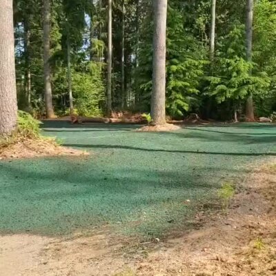 Fresh green hydroseed applied around trees in a wooded residential area.