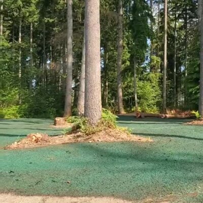 Freshly applied green hydroseed surrounding trees in a wooded residential lawn area.