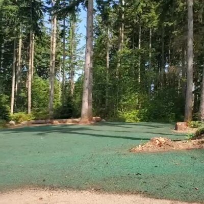 Newly hydroseeded lawn area surrounded by tall pine trees in Washington forest.