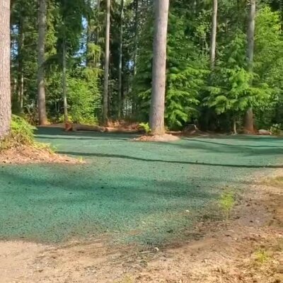 Freshly applied hydroseed on lawn area surrounded by tall trees at residential site.