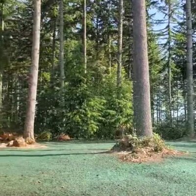 Newly hydroseeded lawn area surrounding tall trees in wooded residential property.