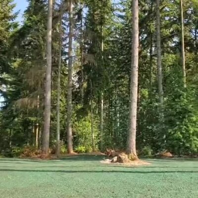 Freshly applied hydroseed lawn in a wooded residential area with tall pine trees.