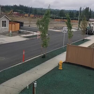 Newly installed hydromulch lawn and young trees along sidewalk in residential area.