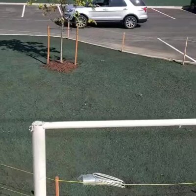 Young tree planted on fresh hydroseeded slope near parking lot and metal railing at Bothell school