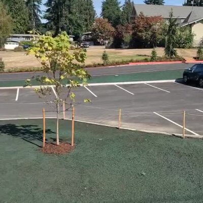 Young tree newly planted with stakes on green hydroseeded lawn near parking lot in Bothell.